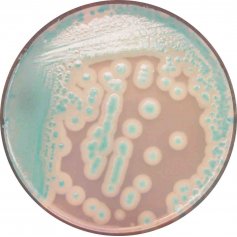 CHROMagar™ Bacillus cereus jauhe ja lisäaine