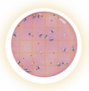 Petrifilm EC E.Coli