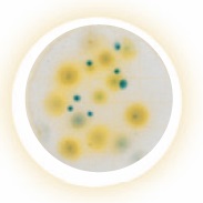 Petrifilm™ Yeast and Mould Count Plates (2x50)