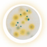 Petrifilm Yeast/Mold
