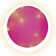 Petrifilm EB enterobac