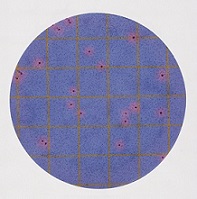 Petrifilm™ Staph Express Disc  (1x20)