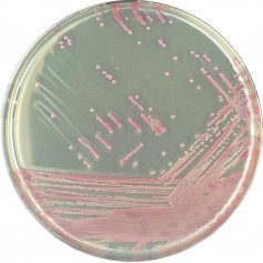 CHROMagar™ Staph aureus (MRSA)